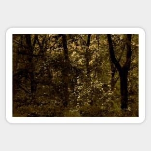 Deep Autumn Forest Sticker